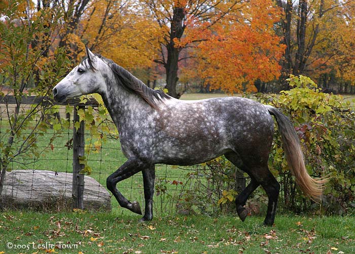 Andalusian Mare