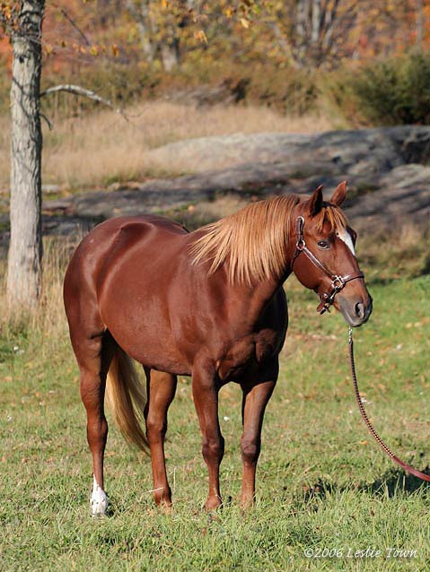 Appendix Quarter Horse mare