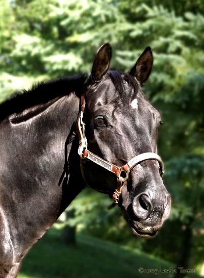 Black Quarter Horse Gelding