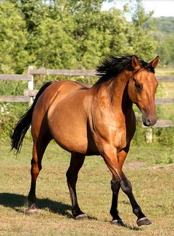 Red Dun Quarter Horse