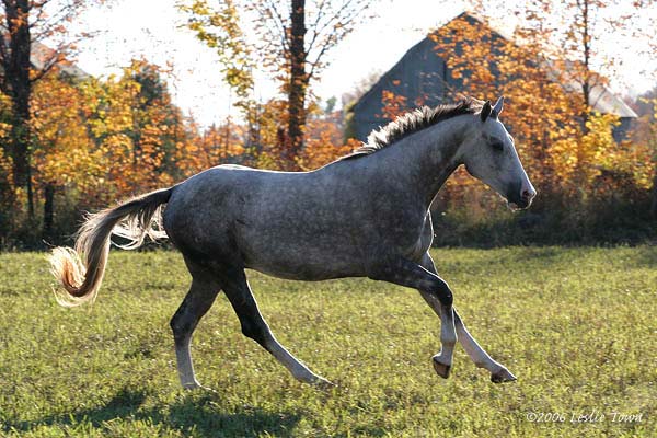 Canadian Sport Horse
