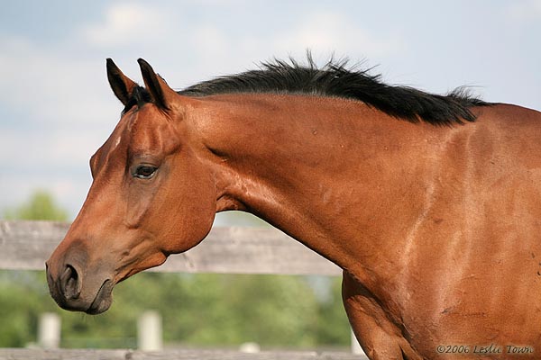 Western Quarter Horse