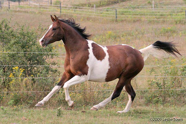 Paint Arab horse 