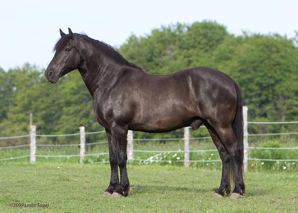 Black Canadian Stallion