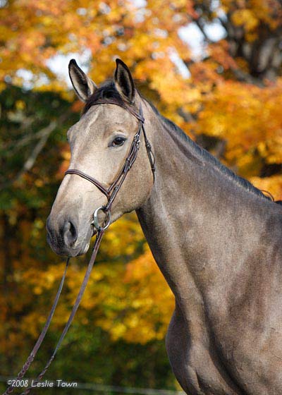 Rocky Mountain / Kentucky Mountain Saddle Horse