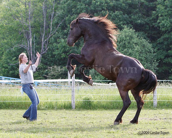 Canadian Horse Stallion