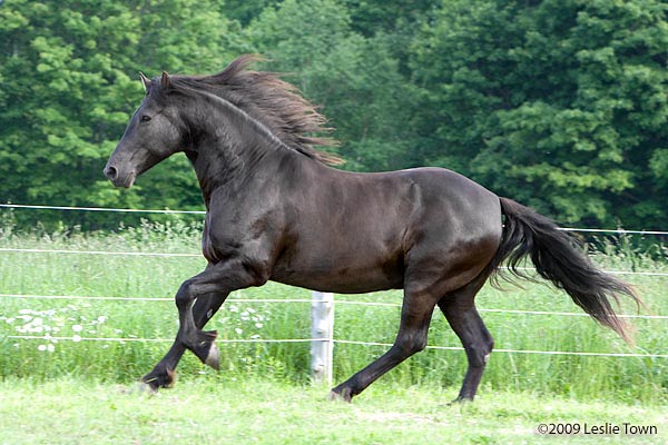 Canadian Horse