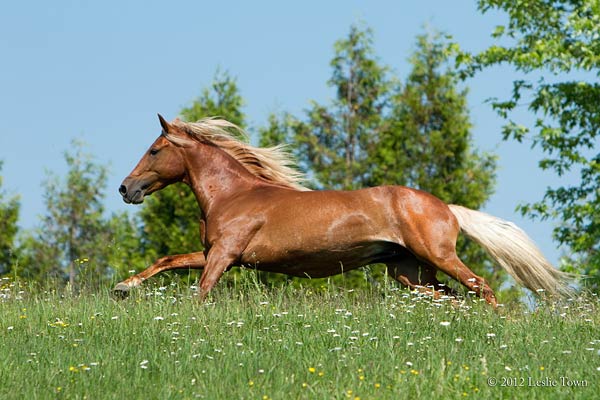 Cefiro-paso-fino-stallion
