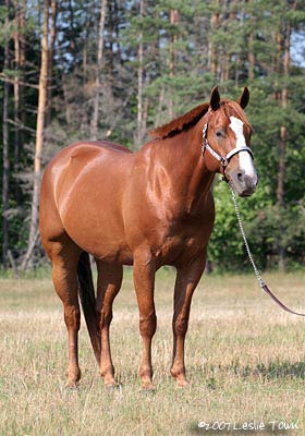 Chestnut Quarter horse 