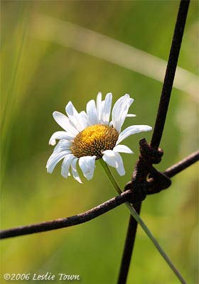 Daisy in wire fence 