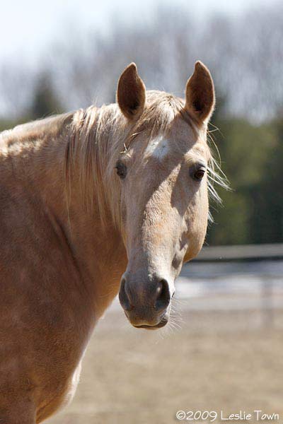 Palomino Rocky Mountain horse