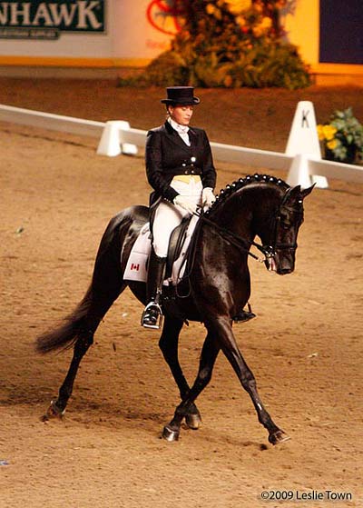 Russian Dressage Horse