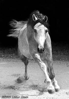 Etaya Egyptian Arabian Stallion 