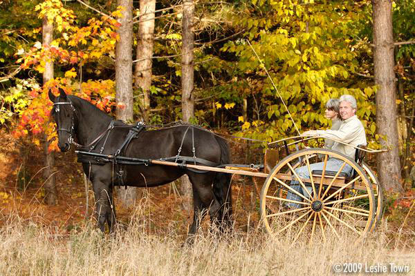 Friesian and Carriage