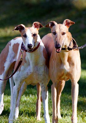 Greyhound pair of dogs