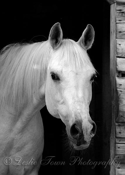 Black and white portrait of Jasmin, white horse