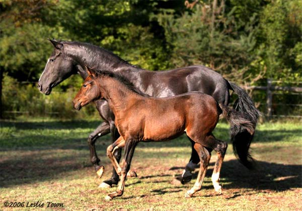 Black Paso Fino Mare and foal