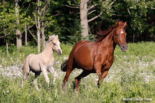 Palomino Horse and mom