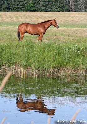 Quarter horse reflection