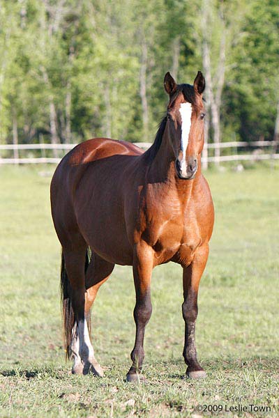 Rascal Horse