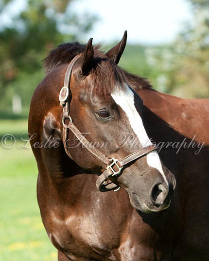Rose, Quarter horse mare