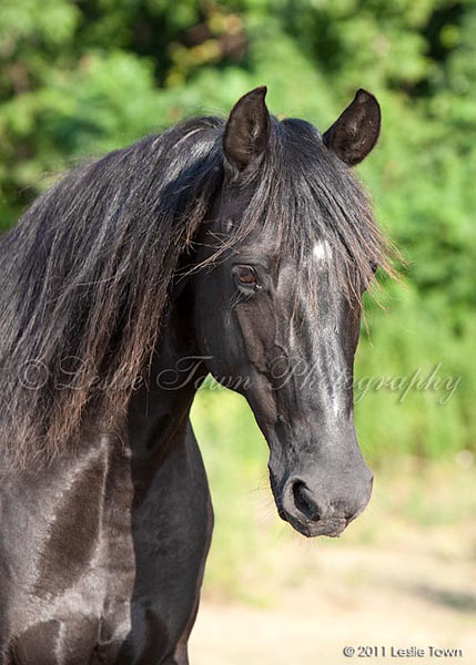 Sable, black Rocky Mountain Horse