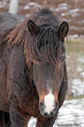 Curly horse mare