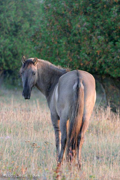 Sorraia Stallion