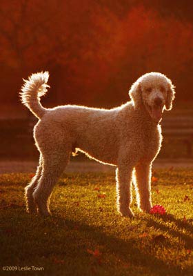 Joey the Standard Poodle