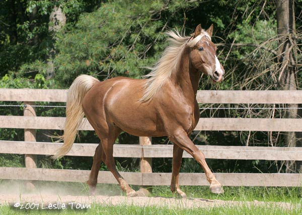 Palomino Kentucky horse