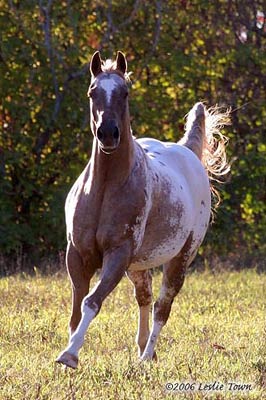 Appaloosa Horse Galloping 