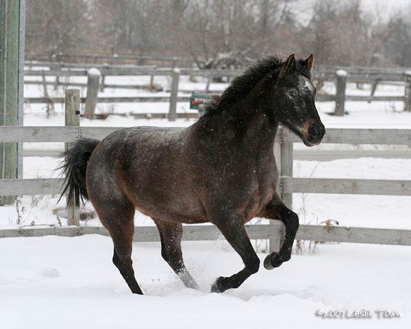 Araloosa Horse