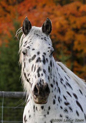 Spotted Apaloosa in Fall Colours