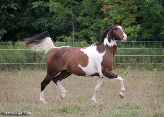 Arab Paint Horse