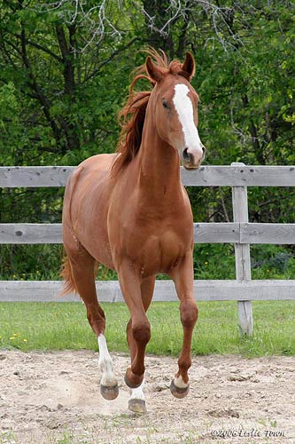 Chestnut Quarter Horse