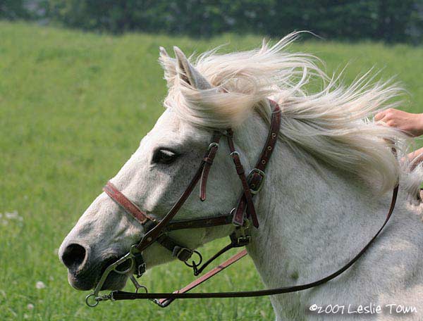 Gray Horse Portrait