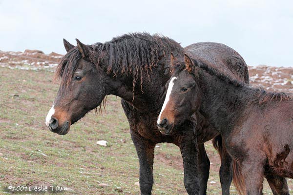 Curly mare and foal