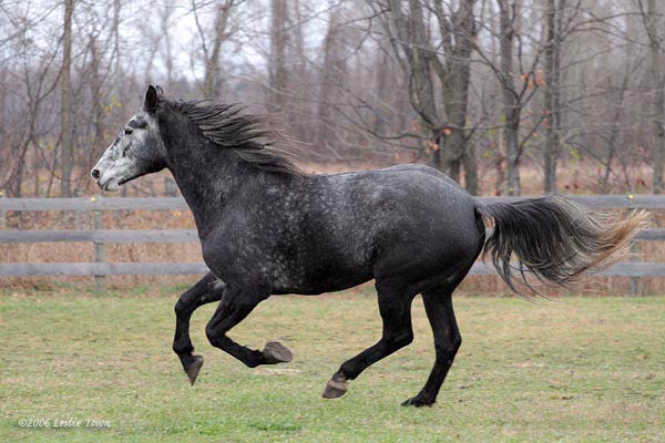 grey Percheron Horse