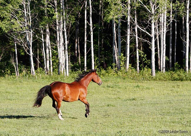 Horse Galloping in Field
