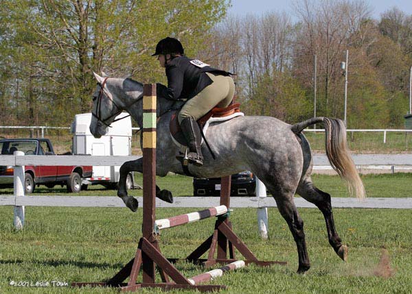 dapple grey thoroughbred jumping