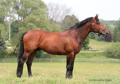 Belgium Warmblood Stallion 