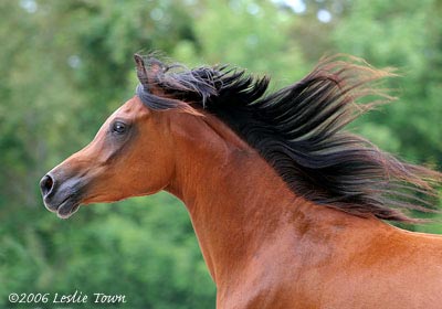 Etaya Egyptian Arabian Horse 