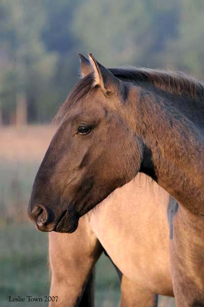 Altamiro Sorraia Stallion