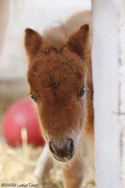 Miniature Filly