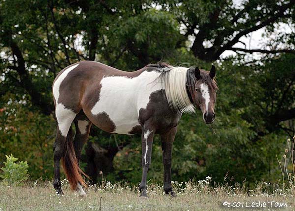 Paint Horse Mare
