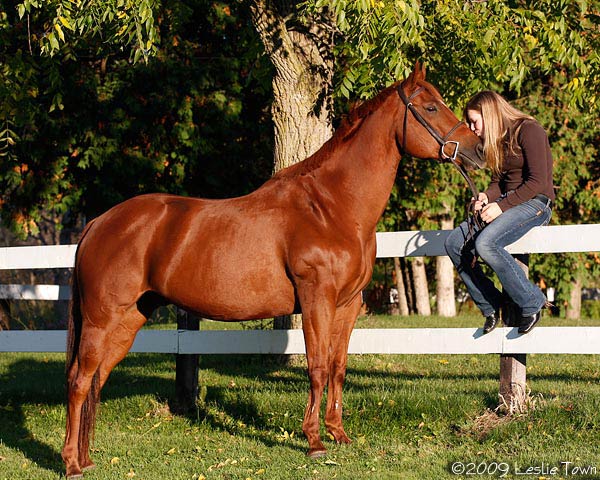 Chestnut Thoroughbred Quarter Horse