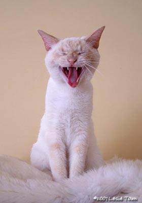 Flame Point Siamese yawns