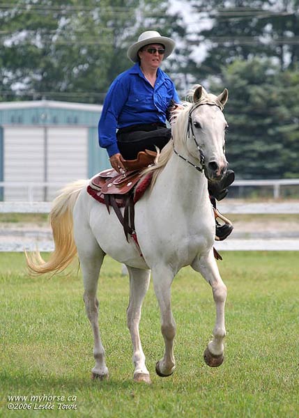 Side Saddle horse