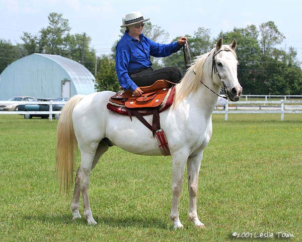 Side Saddle Horse