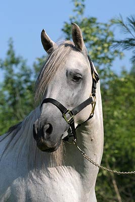 White Paso Fino Stallion